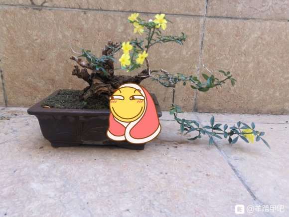 羊蹄甲下山桩用什么土种植
