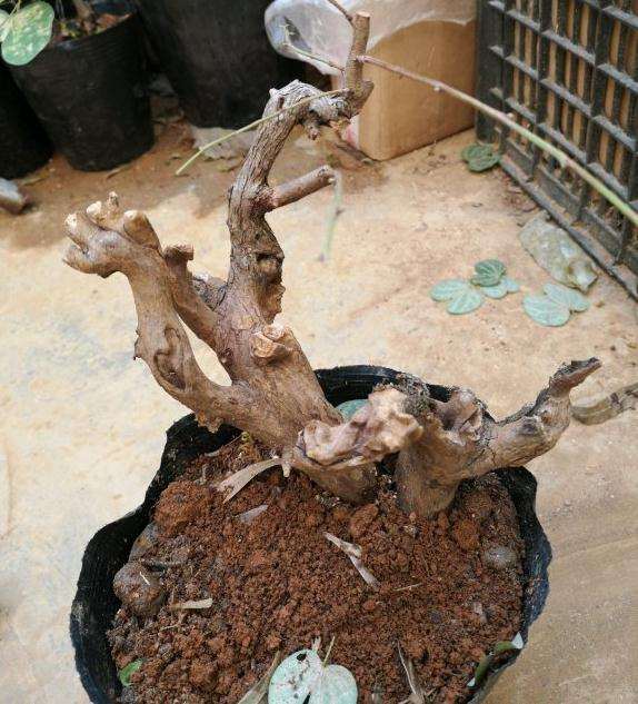 羊蹄甲下山桩叶子 变成这样