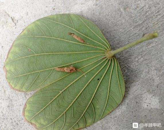 羊蹄甲下山桩叶子背面有虫子 怎么办