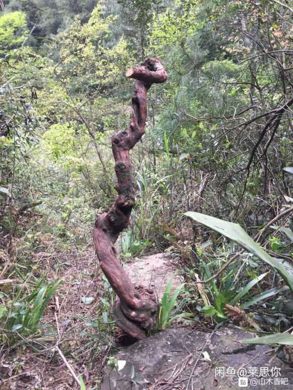 山木香下山桩 看看造型怎么样