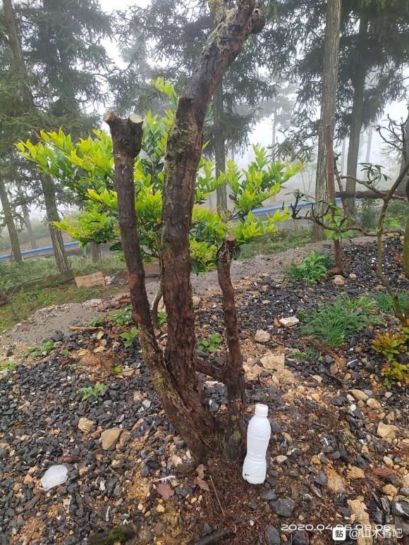 山木香下山桩 看看造型怎么样