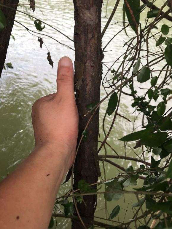 山木香下山桩 什么时候挖合适啊