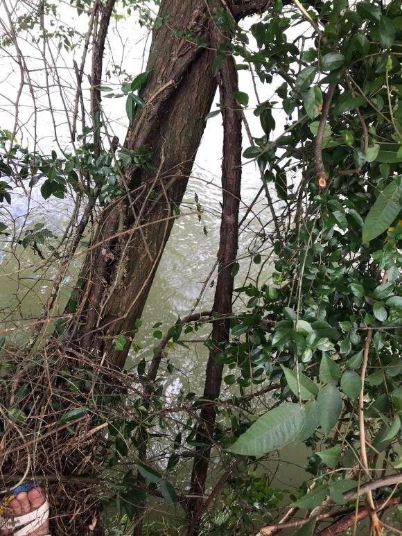 山木香下山桩 什么时候挖合适啊