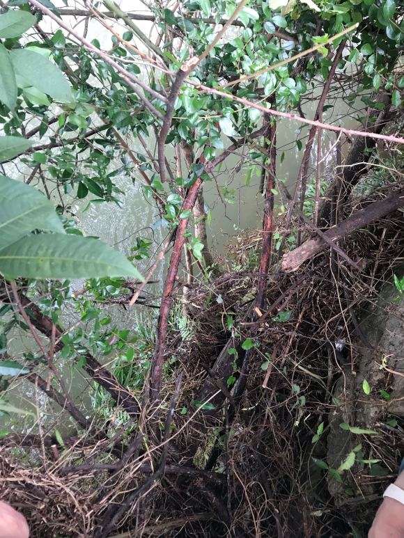 山木香下山桩 什么时候挖合适啊