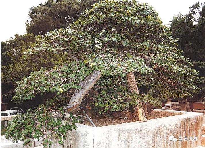 《雀梅王》盆景怎么制作的方法