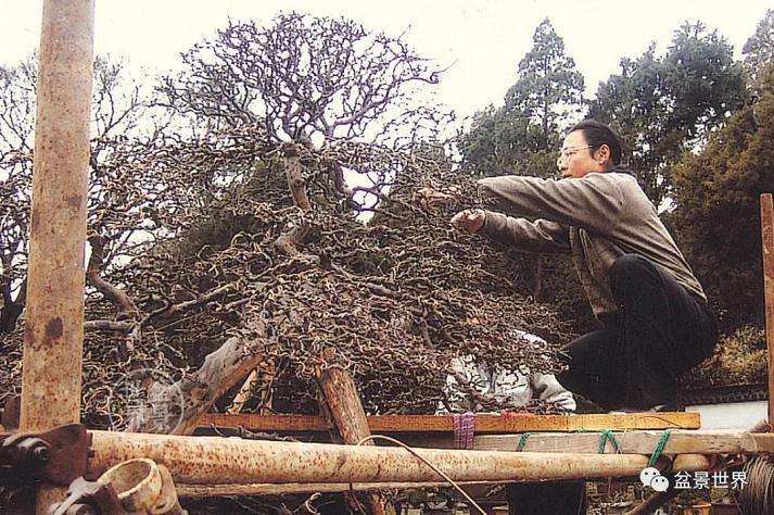 《雀梅王》盆景怎么制作的方法