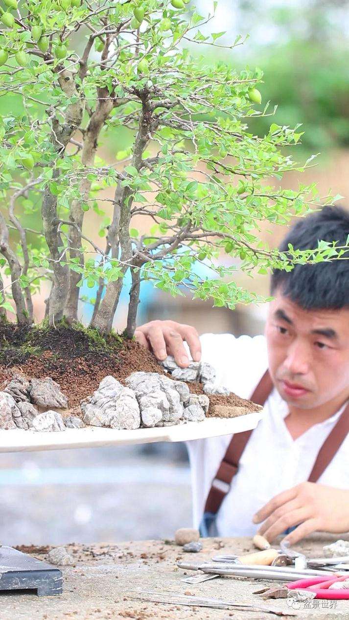 图解 水旱盆景《马栖松林》的制作过程