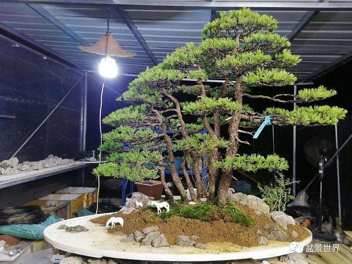 图解 水旱盆景《马栖松林》的制作过程