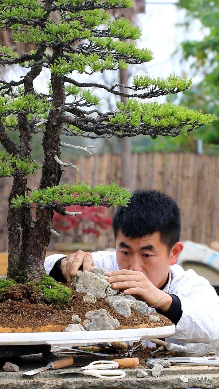图解 水旱盆景《马栖松林》的制作过程