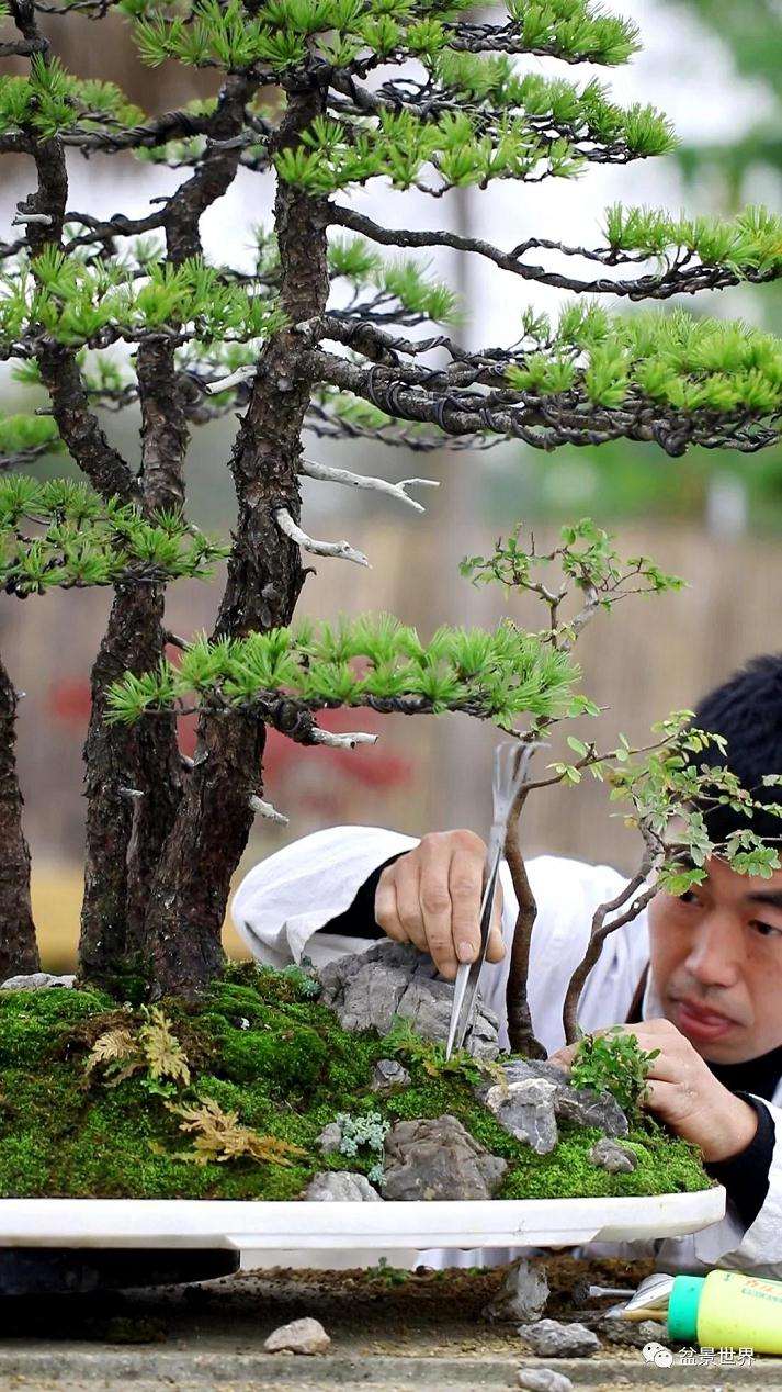 图解 水旱盆景《马栖松林》的制作过程
