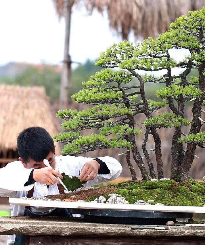 图解 水旱盆景《马栖松林》的制作过程