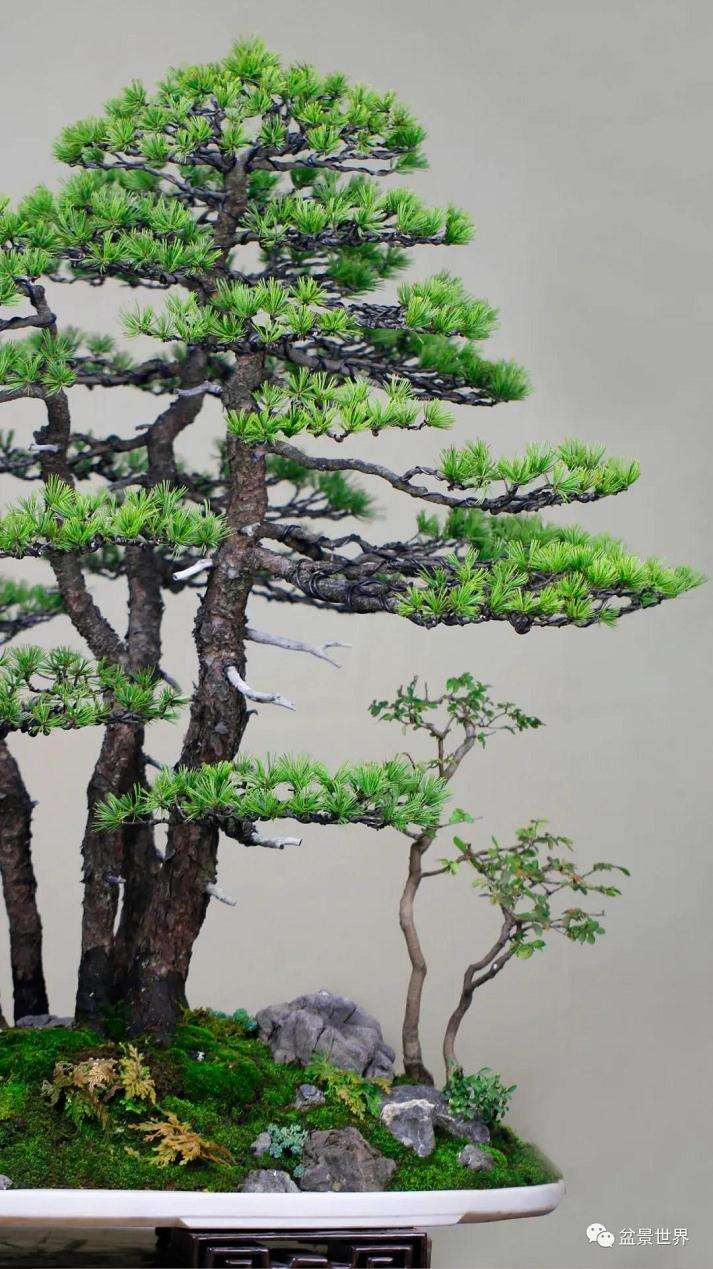 图解 水旱盆景《马栖松林》的制作过程