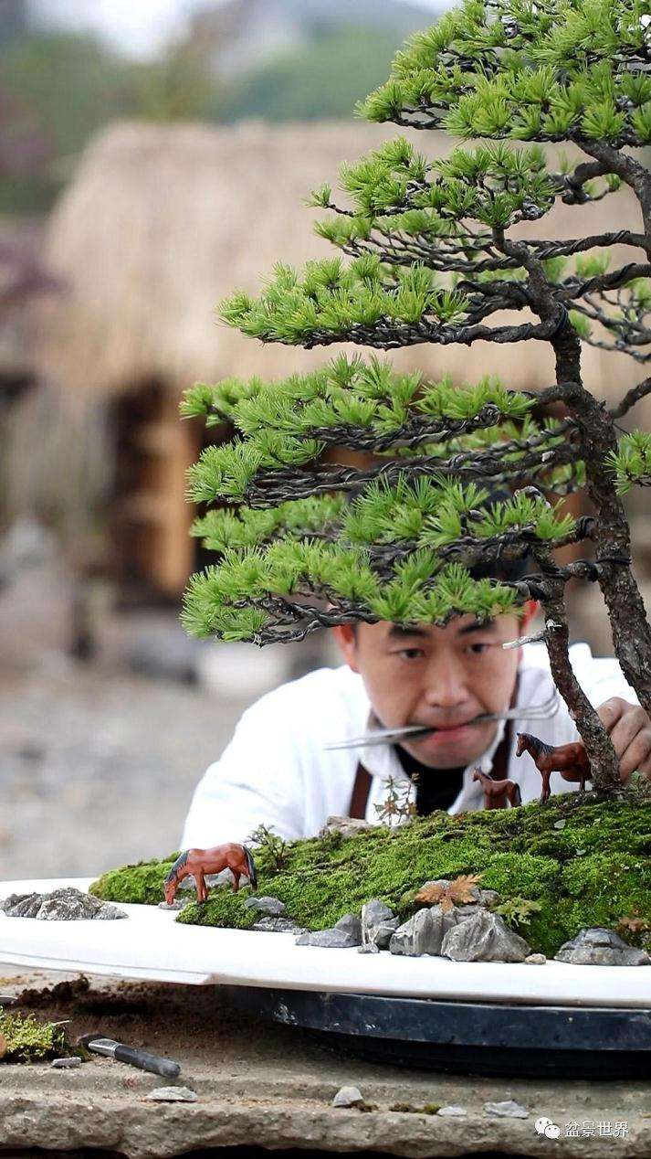 图解 水旱盆景《马栖松林》的制作过程