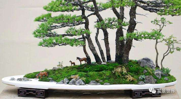 图解 水旱盆景《马栖松林》的制作过程