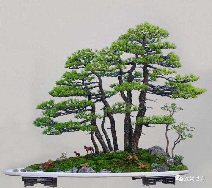 图解 水旱盆景《马栖松林》的制作过程