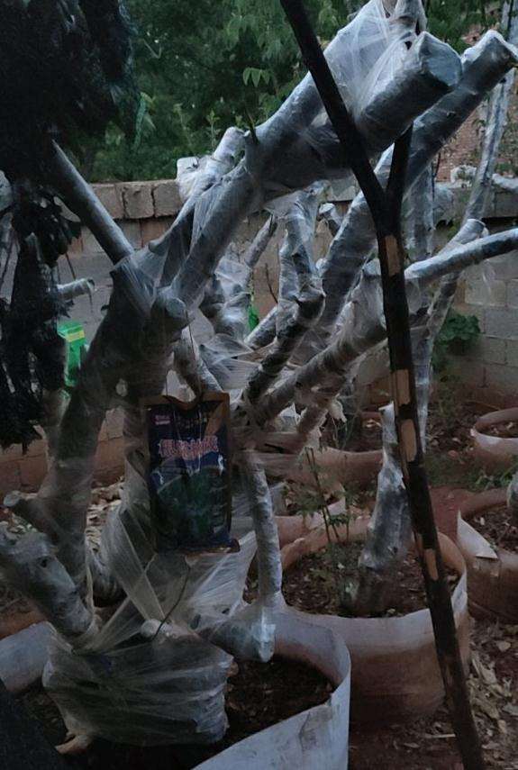 山木香下山桩多久发芽啊