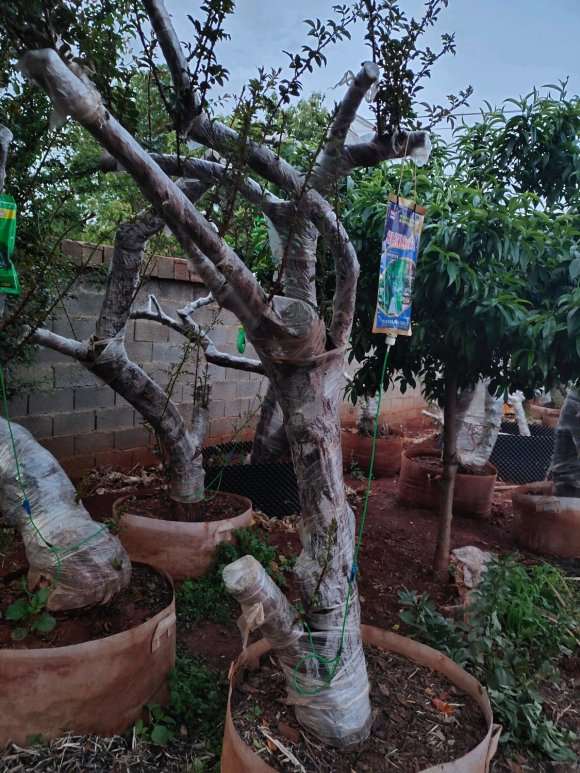 山木香下山桩多久发芽啊