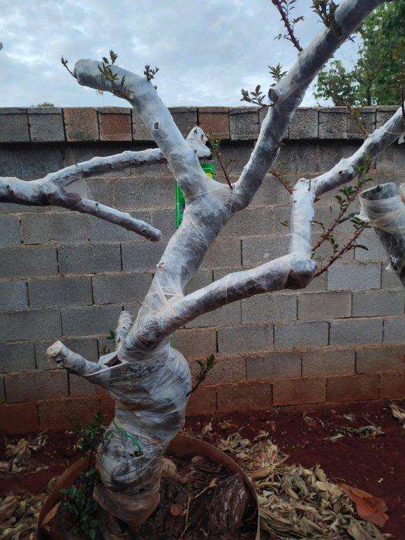 山木香下山桩多久发芽啊