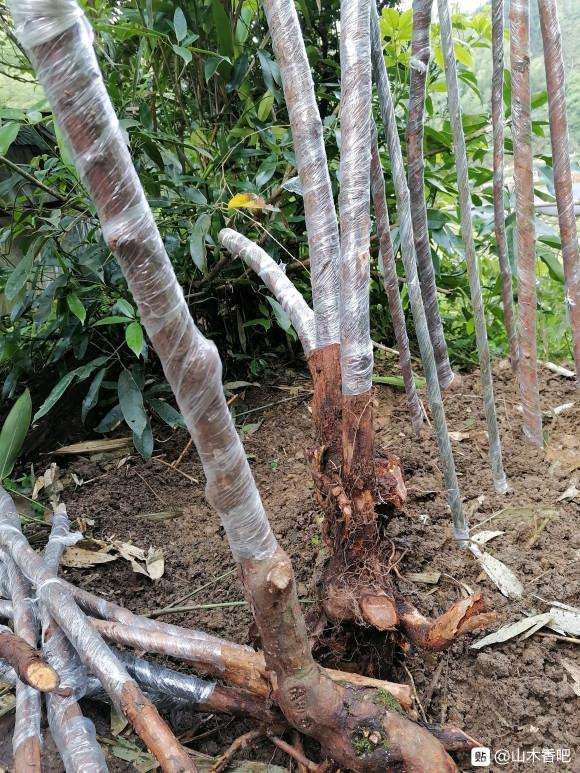 山上挖的山木香下山桩