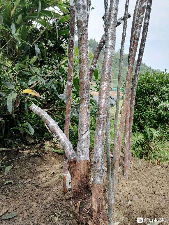 山上挖的山木香下山桩