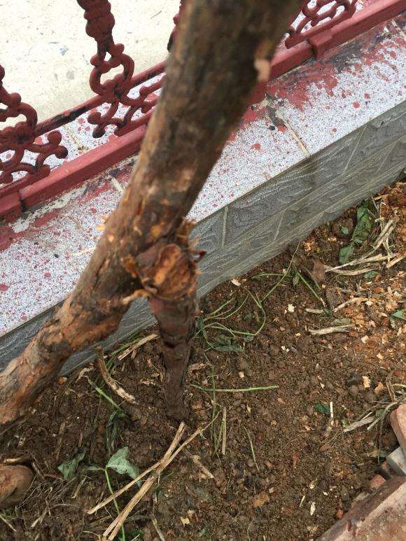 栽山木香下山桩