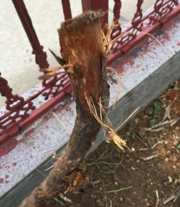 栽山木香下山桩