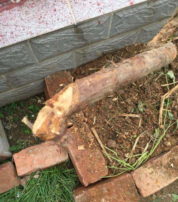 栽山木香下山桩