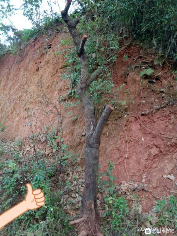 我这是不是山木香下山桩