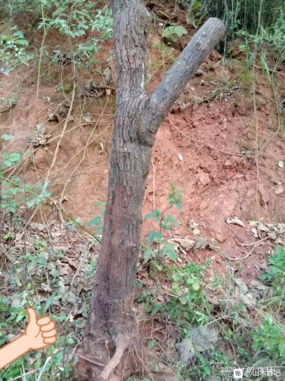 我这是不是山木香下山桩