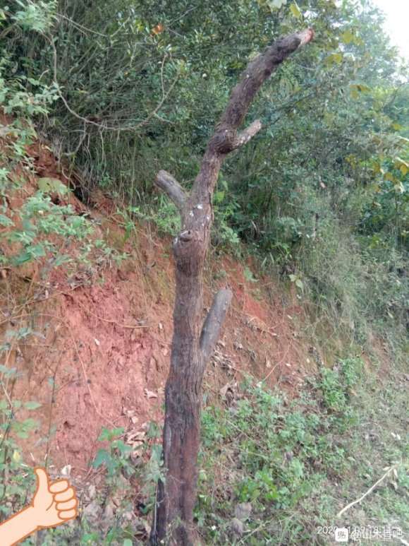 我这是不是山木香下山桩