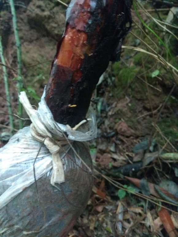 高压的山木香下山桩居然长根了