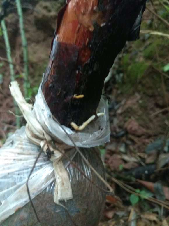 高压的山木香下山桩居然长根了