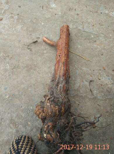 山木香下山桩怎么嫁接月季的方法