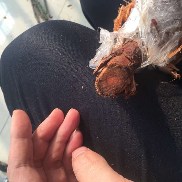 山木香下山桩怎么嫁接月季的方法