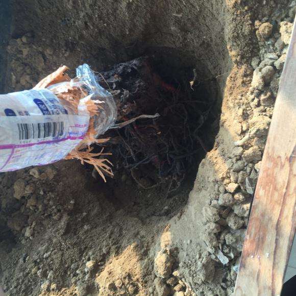 山木香下山桩怎么嫁接月季的方法