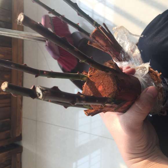 山木香下山桩怎么嫁接月季的方法
