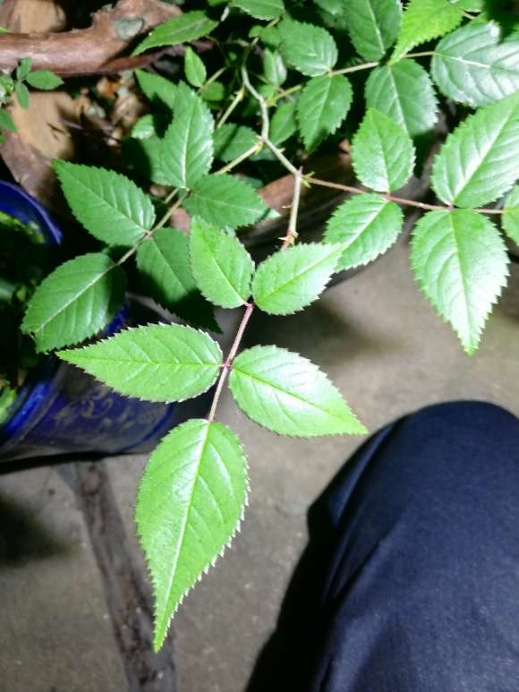 4个山木香下山桩 至今无芽 怎么办