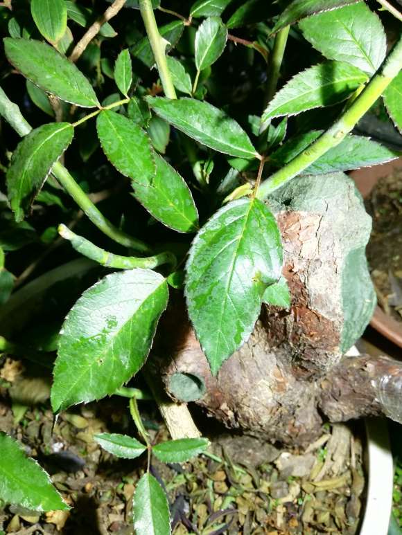 4个山木香下山桩 至今无芽 怎么办