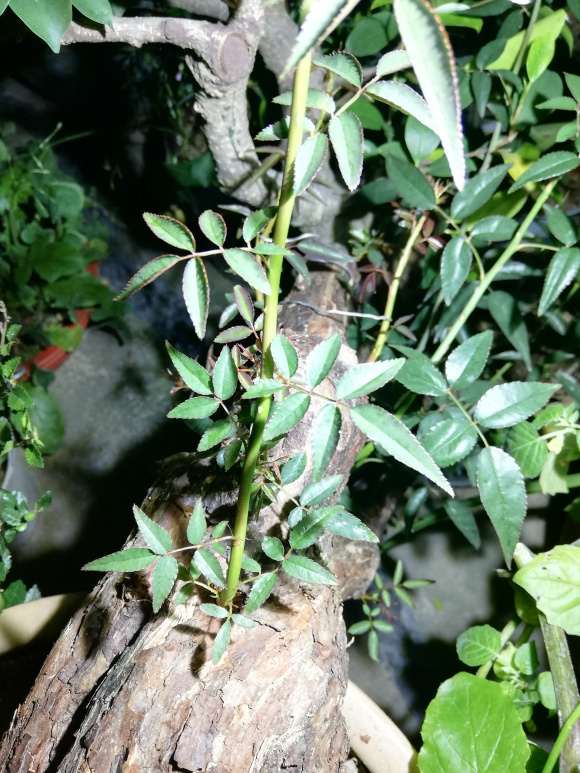 4个山木香下山桩 至今无芽 怎么办