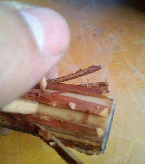 山木香下山桩这皮打开的到形成层没