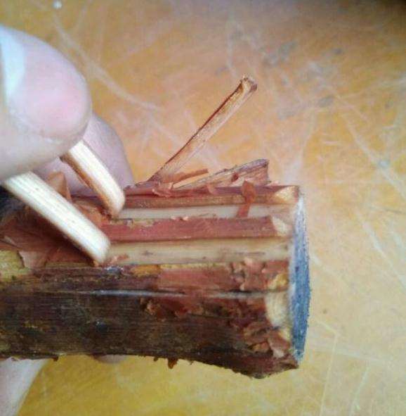 山木香下山桩这皮打开的到形成层没