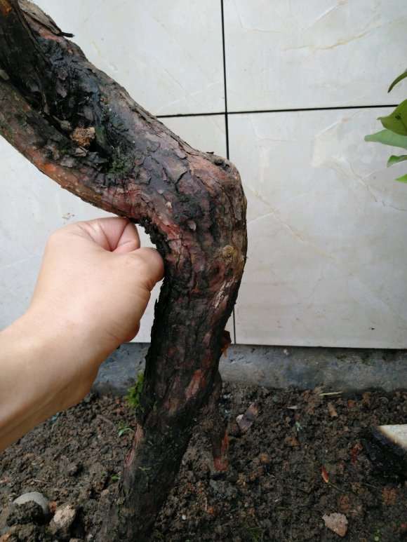 山木香下山桩 春季5月份能种活吗