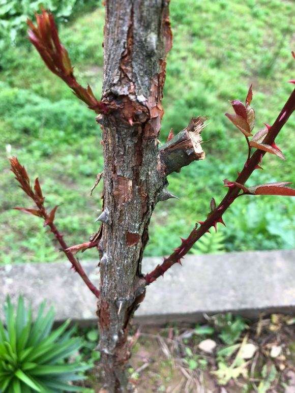 山木香下山桩 春季5月份能种活吗