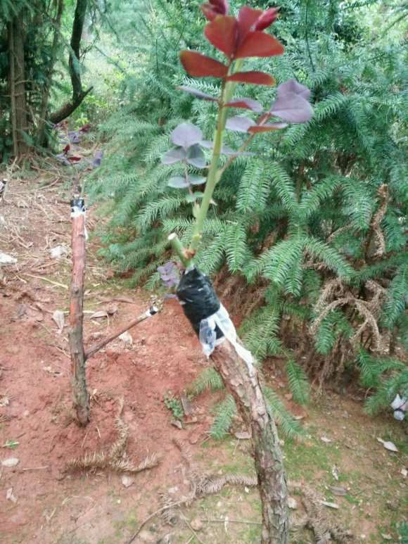 几颗山木香下山桩嫁接月季 没想到都活了