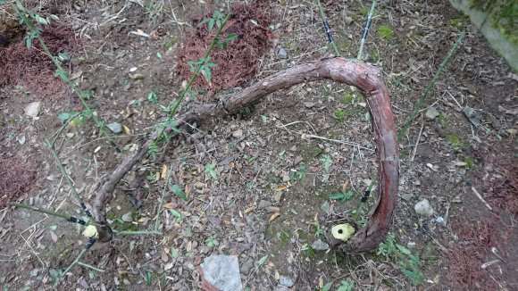 山木香下山桩嫁接了