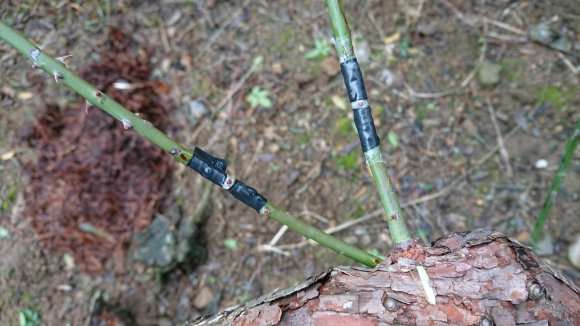 山木香下山桩嫁接了