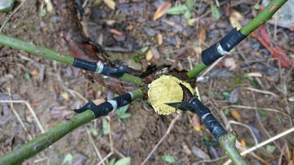 山木香下山桩嫁接了