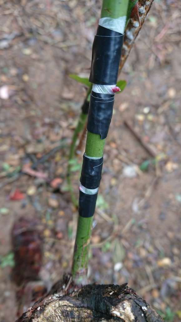 山木香下山桩嫁接了