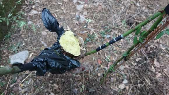 山木香下山桩嫁接了