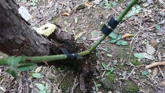 山木香下山桩嫁接了
